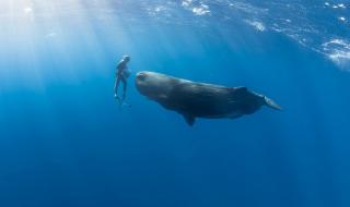 鲸鱼为什么是哺乳动物